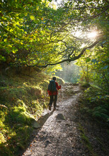 Woman Hiking Alone In Forest In Lake District, Cumbria, UK