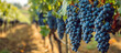 © Oleksandr - Ripening grapes in the vineyard