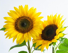 Two Sunflower Isolated On A White Background