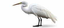 View Of Perched Egret Bird