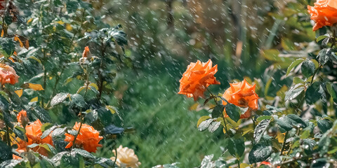 Wall Mural - blooming bush rose in the rain. spring background with orange roses. selective soft focus. banner