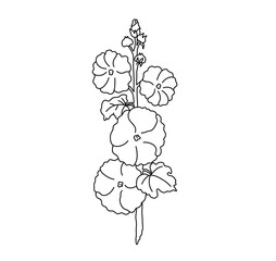 Wall Mural - Vector isolated one single malva flowers branch  colorless black and white contour line easy drawing