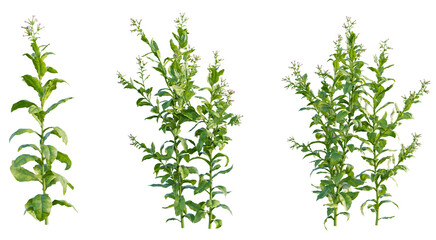 Wall Mural -  Nicotiana tabacum 4k png