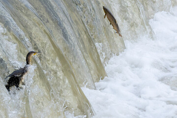 Wall Mural - Jagdrevier Wasserfall: Kormoran hält im Wasserfall Ausschau nach Beute