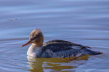 Poster - The red-breasted merganser (Mergus serrator),diving duck -   on the river during migration