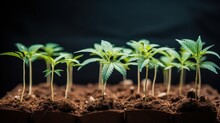 Growing Cannabis Plants In Soil
