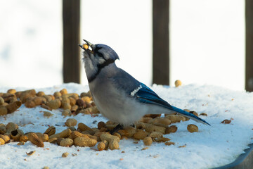 This beautiful blue jay bird came out to the glass table for some peanuts. This corvid is so pretty with his black, blue, and white feathers. Food is all around him. There is a white snowy background