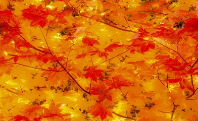 Wall Mural - vine maple fall color foliage along highway US20 on the Santiam pass, Willamette National forest, Oregon
