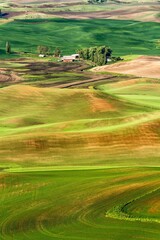  High angle view of the Palouse wheat country in the spring season