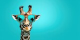 Fototapeta Natura - Giraffe with orange glasses against a turquoise backdrop