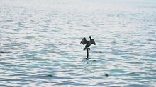 Young Cormorant Spreads Its Wings On The Pole In The Middle Of The Sea