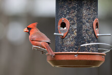 Northern Red Cardinal At A Bird Feeder