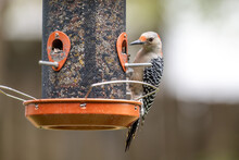 Red-Bellied Woodpecker. Common Backyard Woodpecker In Central Florida. Eating Peanut At A Bird Feeder.	

