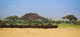 Fototapeta Sawanna - Duże stado bawołów na afrykańskiej sawannie w Amboseli Kenia