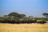 Fototapeta Sawanna - Duże stado bawołów na afrykańskiej sawannie w Amboseli Kenia
