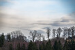 Wald Silhouette vor Wolkenstimmung im Abendrot