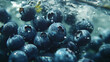  close up stock video on blueberries underwater and fl