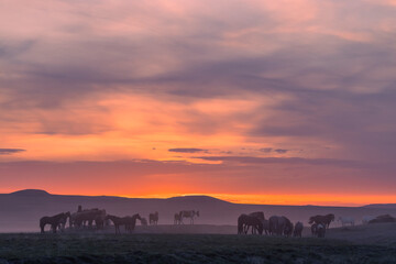 Sticker - Wild Horses in the Utah Desert at Sunset