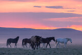 Fototapeta Konie - Wild Horses in the Utah Desert at Sunset