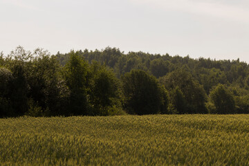 An agricultural field where ripening cereal wheat grows