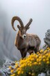 A beautiful ibex goat standing in the middle of the dolomites covered in flowers. Old alpine ibex illuminated by sunset light in mountainous regions. Emblematic species of nature.