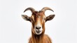 © pvl0707 - Isolated goat on a white background, capturing its charming curiosity and rustic appeal