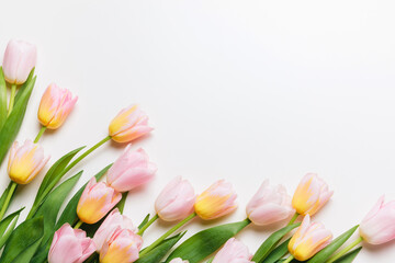 Wall Mural - Light pink and yellow blooming tulips flowers row over white background. Spring holiday banner, frame, border, happy easter card, mothers day, international womans day. Flat lay, top view, copy space