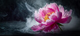 Fototapeta Kwiaty - Kwiat piwonii, panorama, miejsce na tekst