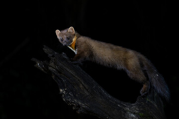 Wall Mural - european pine marten (martes martes), also known as the pine marten or the european marten, searchin