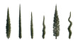 Cupressus sempervirens set mediterranean common cypress (italian, Tuscan, Persian , or pencil pine cypress) frontal isolated png on a transparent background perfectly cutout