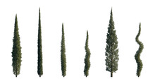 Cupressus Sempervirens Set Mediterranean Common Cypress (italian, Tuscan, Persian , Or Pencil Pine Cypress) Frontal Isolated Png On A Transparent Background Perfectly Cutout