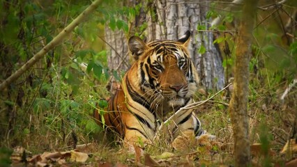 Wall Mural - Bengal Tiger - Panthera tigris tigris the biggest cat in wild in Indian jungle in Nagarhole tiger reserve, wild hunter in the greeen jungle, face to face view. Jump and run in the forest.