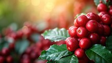  A Close Up Of A Bunch Of Red Berries On A Bush With Green Leaves And Drops Of Water On The Top Of The Berries, On A Sunny Day With A Blurry Background.