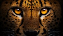 Cheetah Eyes Face Pictures
