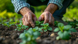 Fototapeta  - Planting of seedlings in the soil hands of a man. A close up image of a persons hands gently holding onto a potted plant.