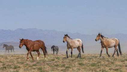 Sticker - Herd of Wild Horses in the Utah Desert in Springtime