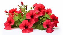 Bouquet Of Red Petunias Isolated On A Clean White Background, Showcasing The Vibrant Colors And Floral Elegance Of These Garden Blossoms, Perfect For Conveying The Charm Of Botanical Beauty