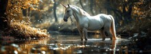 White Horse Standing In Water Stream
