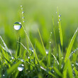 Verregnete Wiese Rasen mit Regentropfen