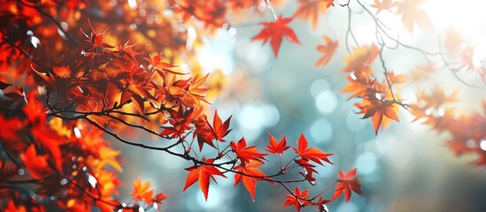 Canvas Print - the color of autumn and the mystical magic of red leaves. Copy space image. Place for adding text