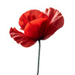 red  poppy flower isolated against transparent background
