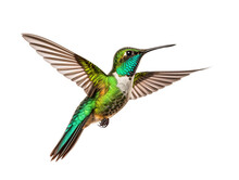 A Hummingbird Flying In The Air