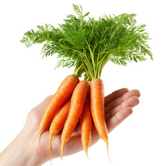 Wall Mural - Hand holding bunch of carrots over isolated transparent background