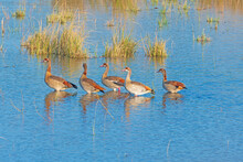 A Gaggle Of Egyptian Goose Wandering The Chobe River