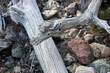 Ausgebleichtes, trockenes Totholz mit Steinen in einem ausgetrocknetem Flussbett in Südfrankreich