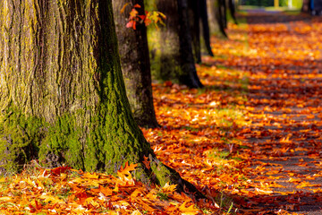 Wall Mural - Nature Autumn background, Yellow, orange and green leaves on the floor, Soft sunlight in the afternoon with the tree trunks along the street, Colourful fall season with red brown leaf on the ground.