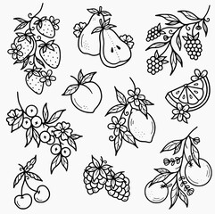 Wall Mural - Summer fruit flowers outline vector SVG