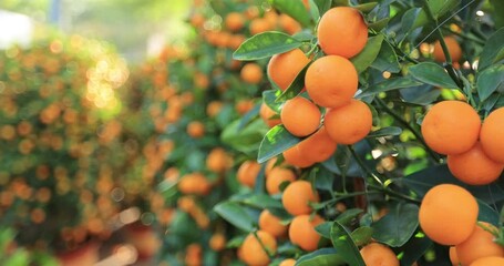 Sticker - Mandarin oranges grow on tree for a happy chinese new year's decoration