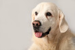 © Pixel-Shot - Adorable golden retriever on grey background, closeup