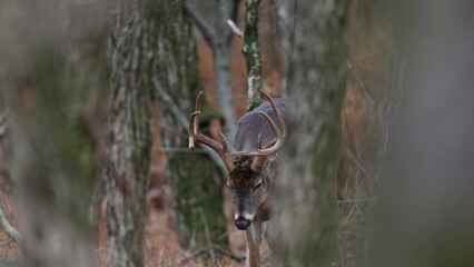 Wall Mural - A large white tailed deer buck during the rut